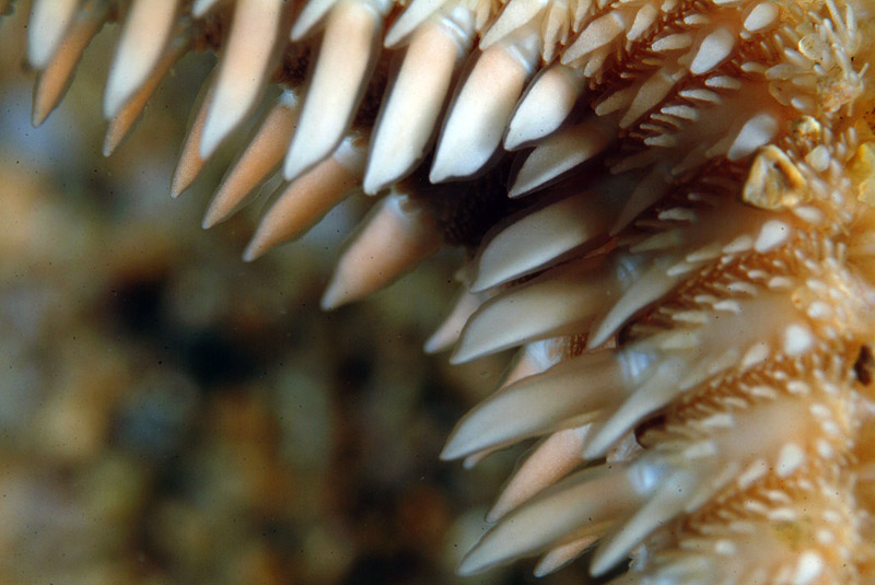 Astropecten platyacanthus (Philippi, 1837)